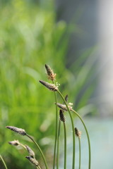 Ribwort Plantain