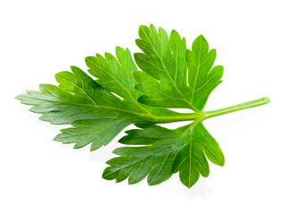 Parsley. One leaf isolated on white background.