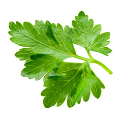 Parsley. one leaf isolated on white background.