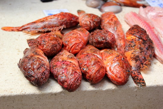 Drachenkopffische am Fischmarkt von Split (Kroatien)
