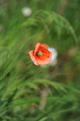 poppy flower