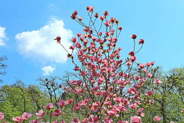 magnolia