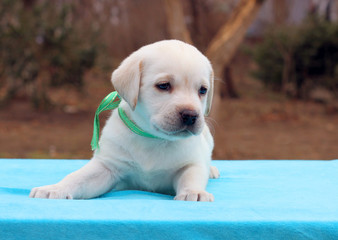 a labrador puppy on a blue background