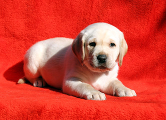 the labrador puppy on a red background