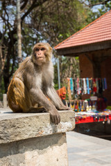 Naklejka premium Monkey