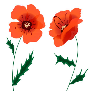 Red Poppies Flowers drawing