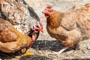 Free range farm hens