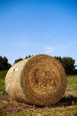 straw bale in the field