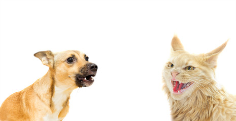 Angry cat and dog on a white background
