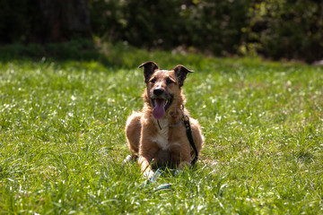 dog training, school for dogs  