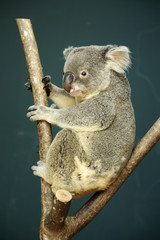 Portrait of male Koala bear