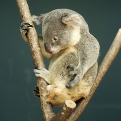 Portrait of male Koala bear sitting