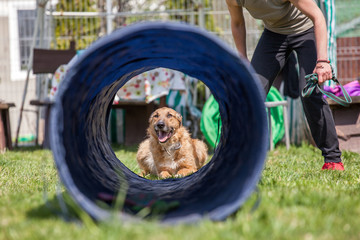 dog training, school for dogs  