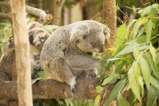 koala eating eucalyptus leaves