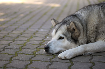 Alaskan malamute dog
