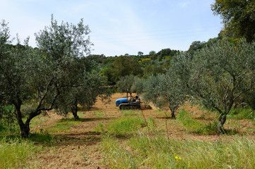 works in the olive grove