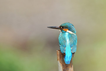 お立ち台のカワセミ