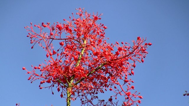 Brachychiton acerifolius Flame Tree red flowers
