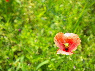 Fototapeta premium 赤いポピー