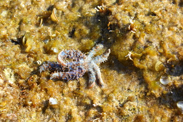 Ein Seeigel an der Küste Dalmatiens (Kroatien)