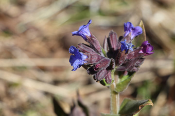Flowers of lungwort