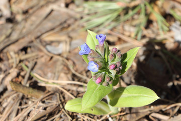 Flowers of lungwort