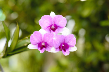 Orchid