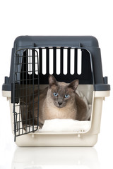 Katze in Transportbox