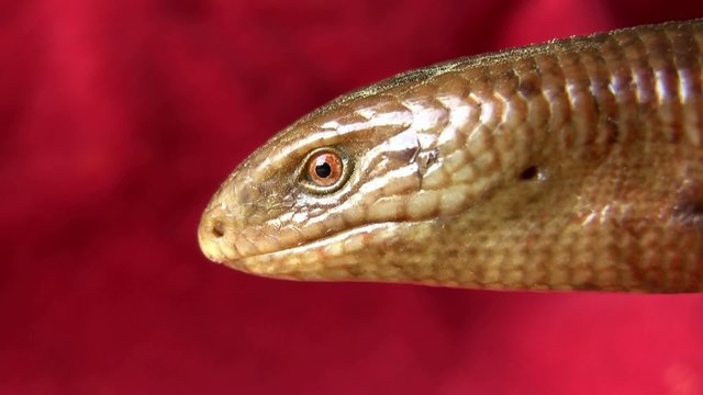 Sad smile of Scheltopusik (Ophisaurus apodus)