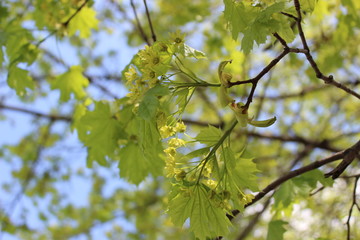 Sunny spring maple