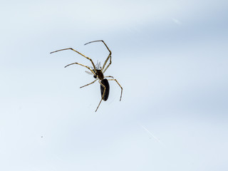 spider