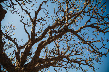 Magnolia tree