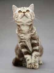 Fototapeta na wymiar Beautiful young British cat