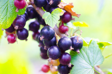 black currant on branch