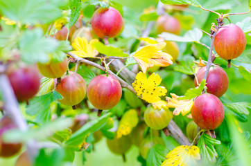 gooseberries on a branch