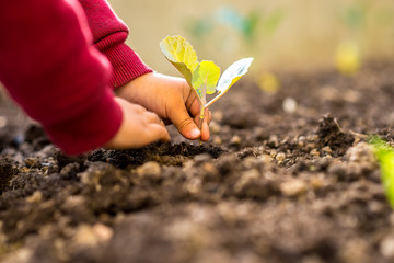 Person transplanting a young seedling