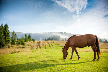 Fototapeta premium horse grazing in a pasture