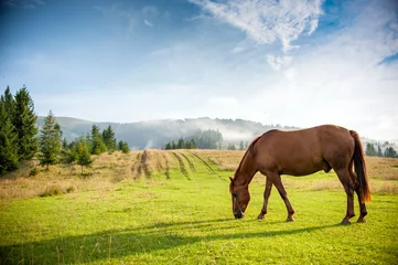 Fotobehang paard grazen in een weiland © Roman Pyshchyk