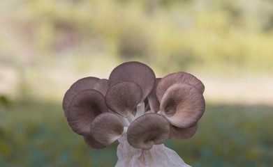 Indian Oyster, Phoenix Mushroom