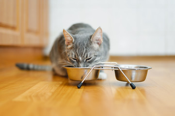 young cat eating food from a plate