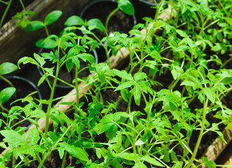 small green tomato seedling