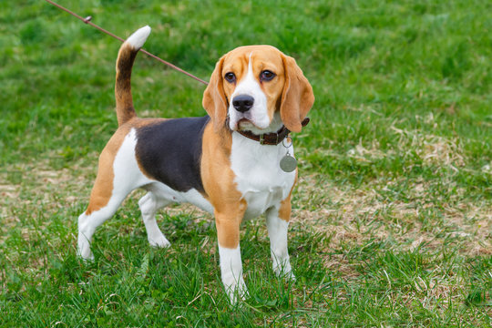 dog Beagle breed standing on the green grass