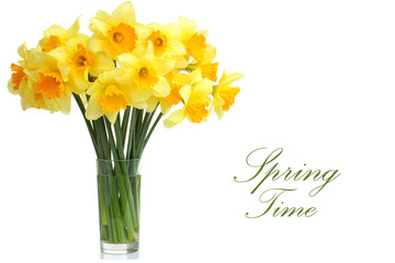 Daffodils in a glass isolated