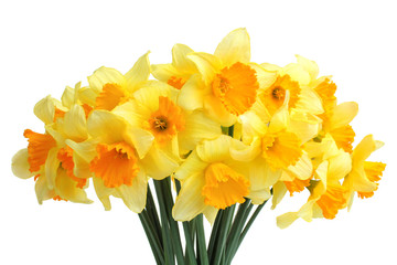 Daffodils isolated