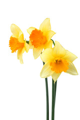 Daffodils isolated