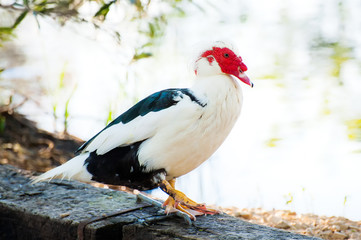 Rooster on a farm by the lake