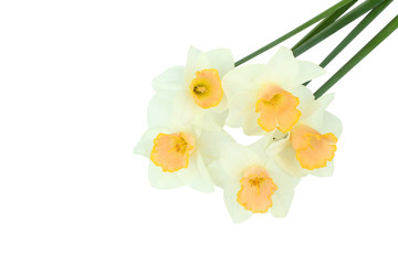 Naklejka na ściany i meble Daffodils isolated