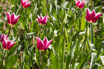 Tulips
