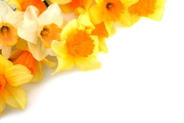 Fototapeta na wymiar Daffodils isolated