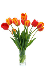 tulips in a glass isolated